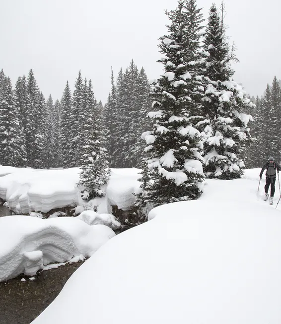 Two skiers in deep snow among spruce trees