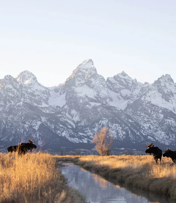 Bison by a creek in golden autumn grass below the snowy Tetons